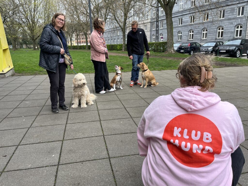 Hundetræning, hvalpehold, unghundetræning København, Nørrebro, Frederiksberg med professionel hundetræner