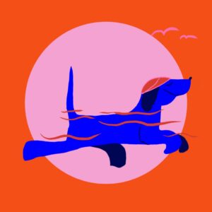 Hund der er glad og svømmer på hundestrand