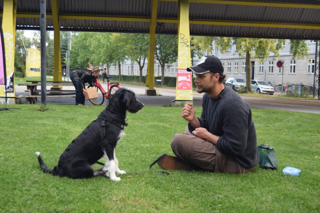 Hundetræning og hvalpetræning - Klub Hund – Hvalpehold København, Nørrebro, Frederiksberg. Østerbro, Amager