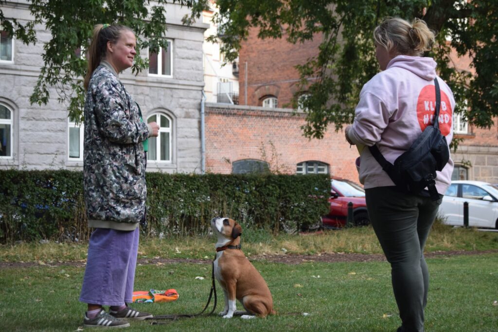 Kvinde træner sin unge bokserhund under en hundetræningstime med Klub Hund. Hun belønner hunden med godbidder, mens den står roligt på græsplænen med line og sele. Fokus er på positiv træning og samarbejde mellem hund og ejer.