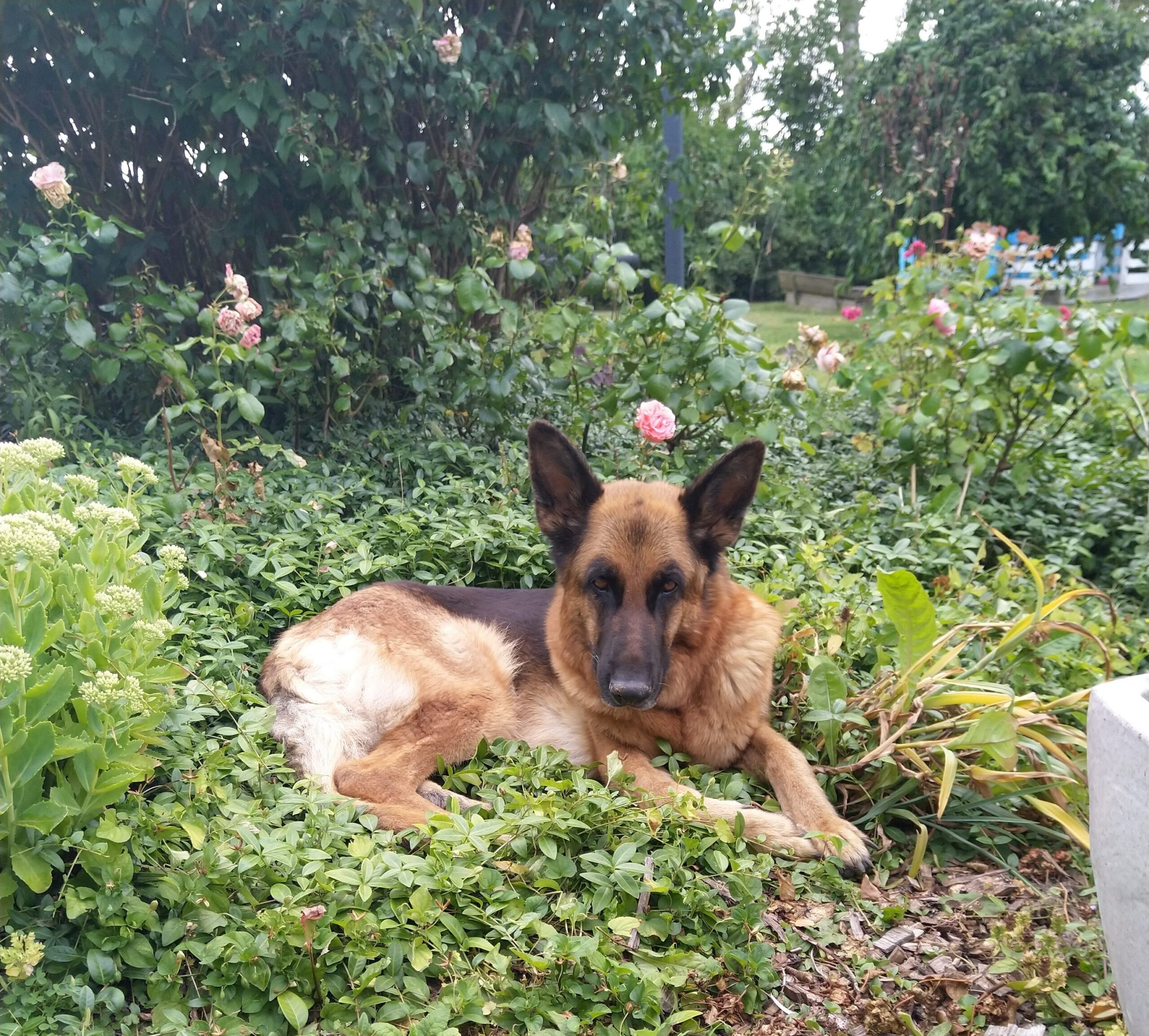 Fille hund - Klub Hund - professionel Hundetræner København