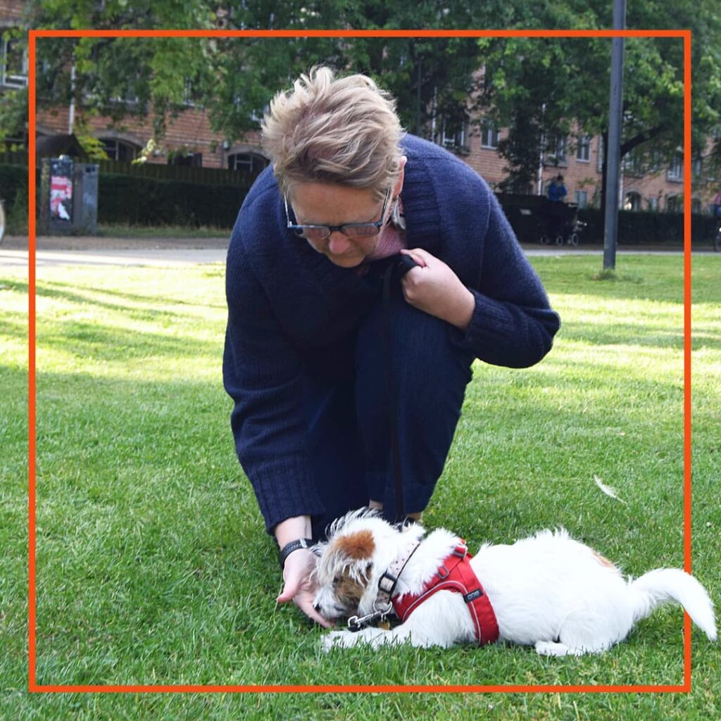 Person deltager i hundetræning i Klub Hund og belønner en lille hvid terrier med brun plet, der ligger ned på græsset iført rød sele.