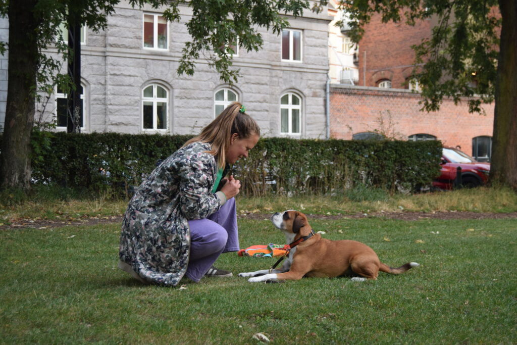 Hvalpetræning - Klub Hund – Hvalpehold København, Nørrebro, Frederiksberg. Østerbro, Amager