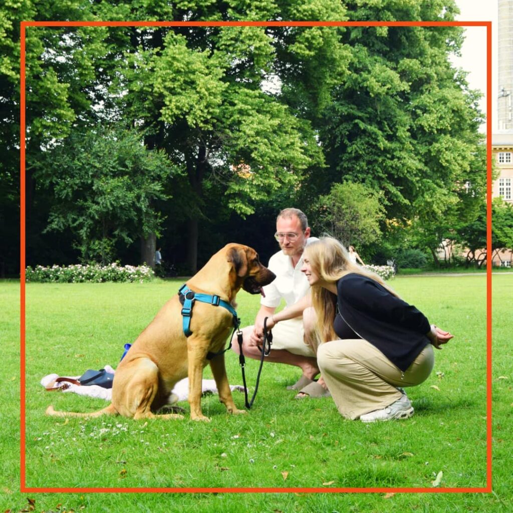 To hundeejere fra Klub Hund laver hundetræning i parken med en stor brun hund i sele, der sidder og holder øjenkontakt.