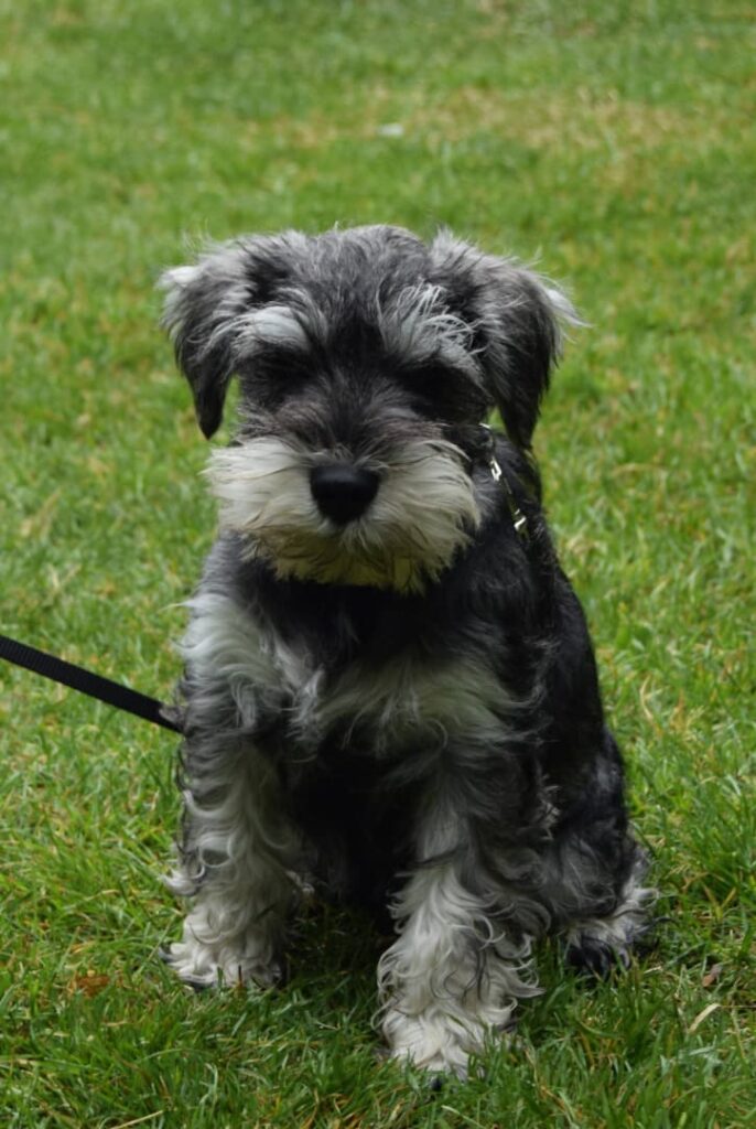 Schnautzer hvalp sidder på græs