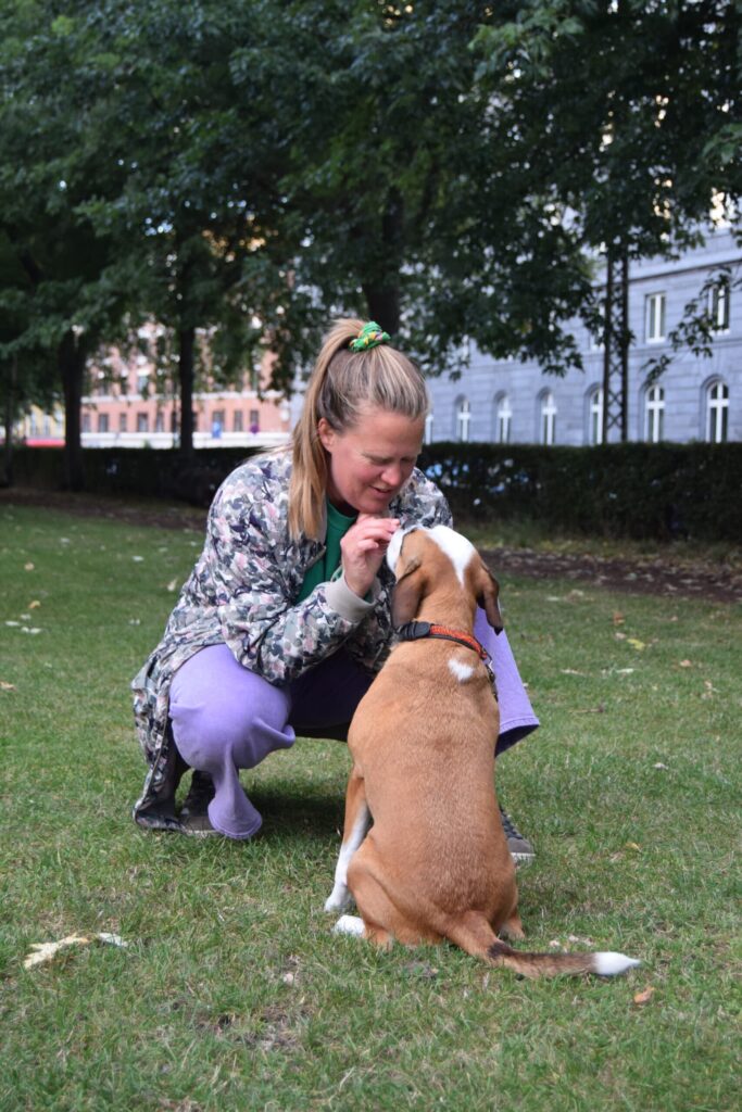 En hundetræner fra Klub Hund sidder på græsset og laver fokuseret hundeejer med en brun og hvid hund. Hunden sidder koncentreret foran træneren, mens der bruges godbidder til at belønne samarbejde og kontakt.