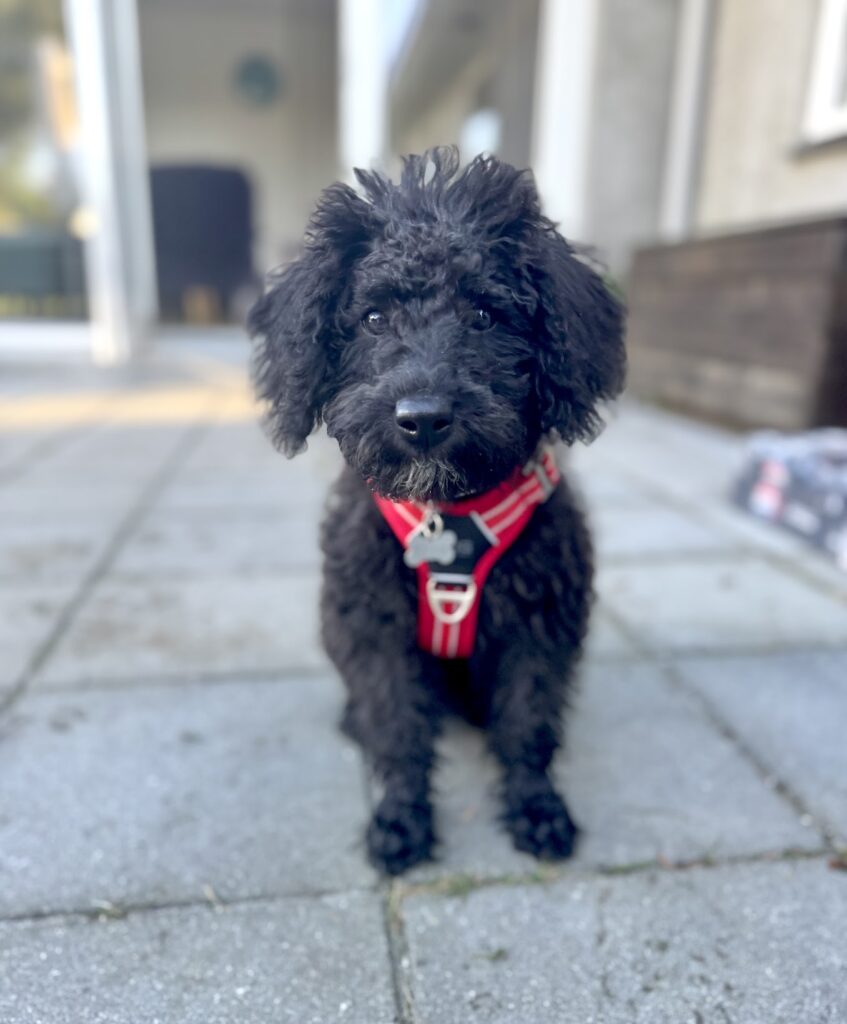 En hundetræner fra Klub Hund sidder på græsset og laver fokuseret hundeejer med en brun og hvid hund. Hunden sidder koncentreret foran træneren, mens der bruges godbidder til at belønne samarbejde og kontakt.