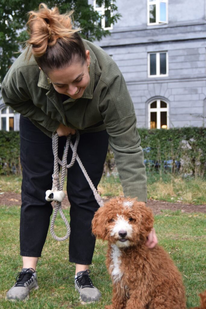 En brun, krøllet hund sidder på græsset og rækker en pote frem mod sin ejer under hundetræning med Klub Hund. Ejeren bøjer sig smilende frem og belønner hundens kontakt og samarbejde, hvilket skaber en glad og positiv træningssituation.