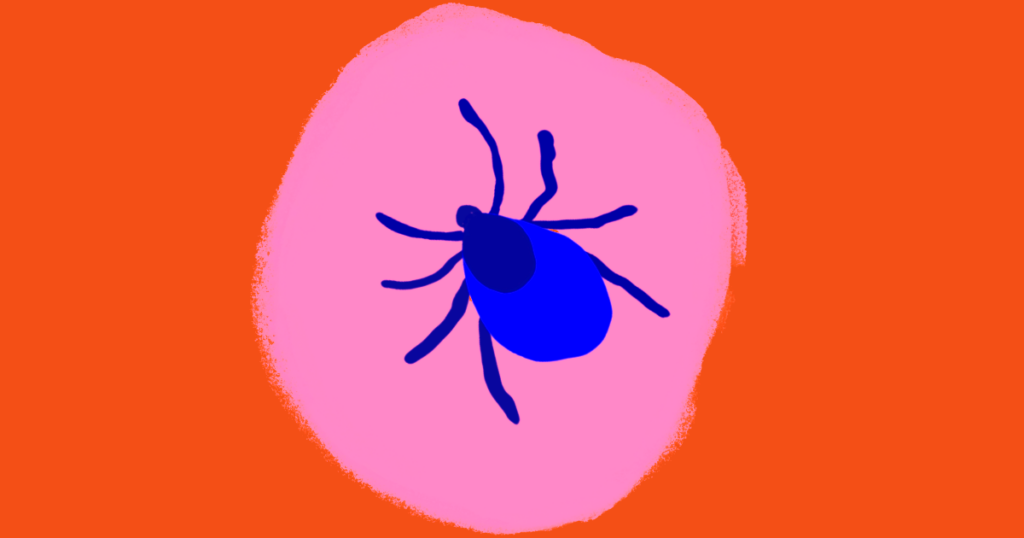 Nærbillede af en skovflåt mod en pink og orange baggrund.