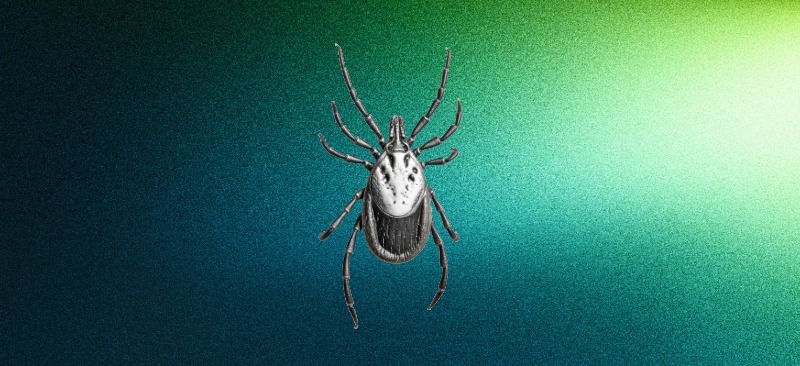 Nærbillede af en skovflåt mod en blå-grøn baggrund.