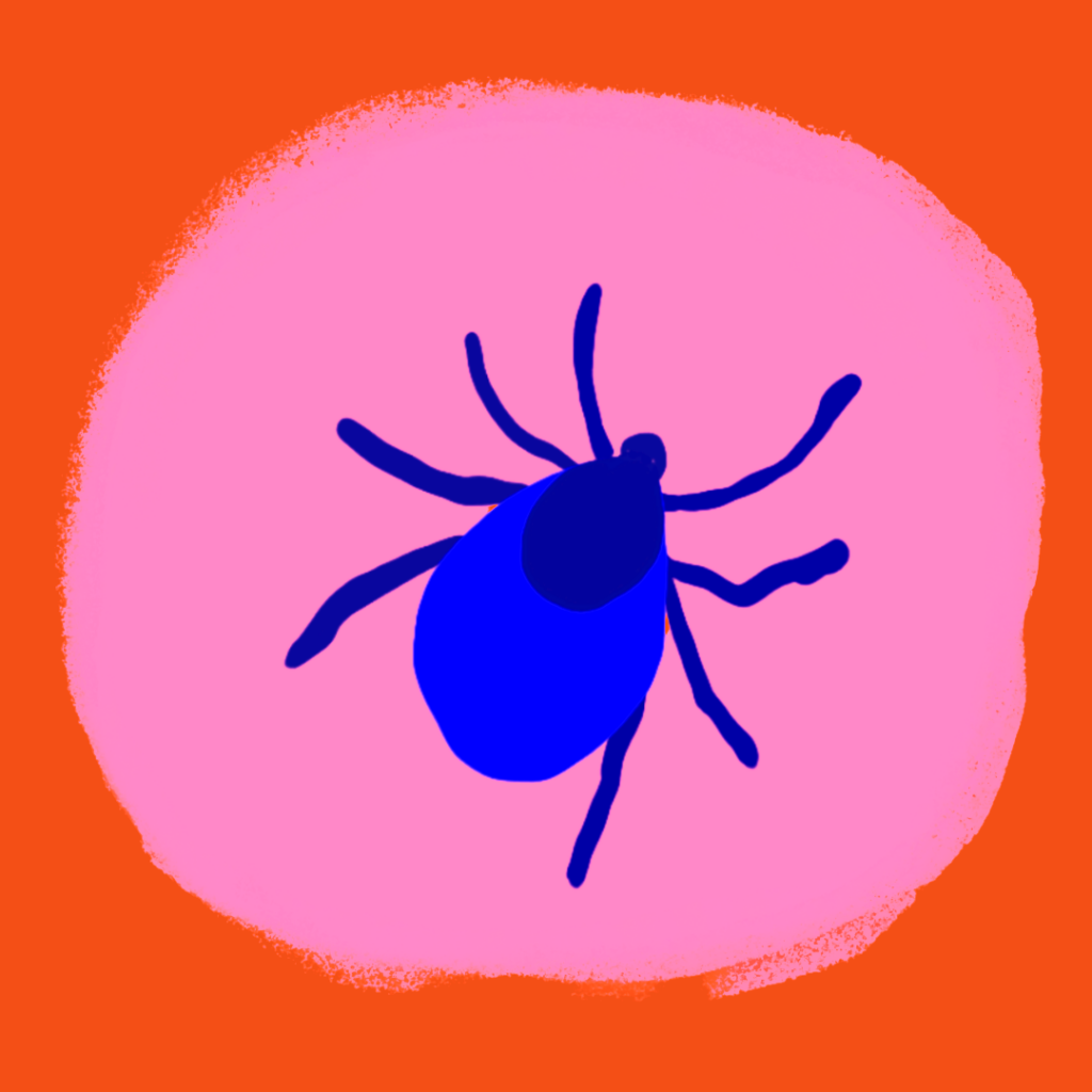 Nærbillede af en skovflåt mod en pink og orange baggrund.