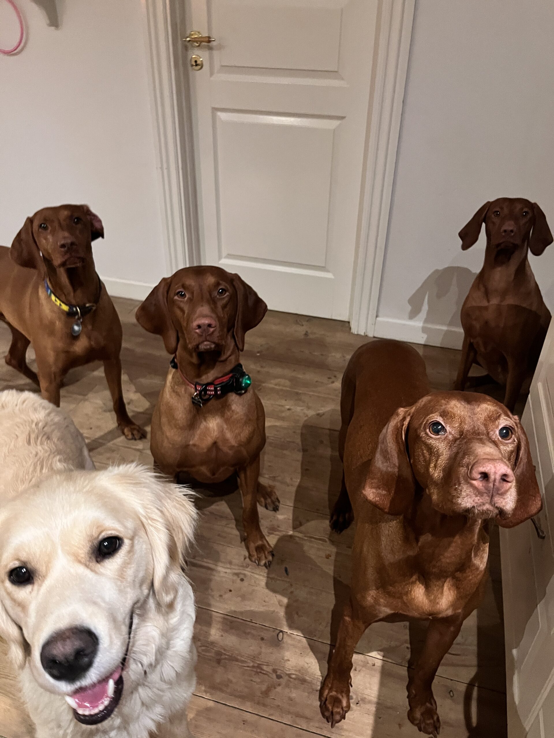 Polka, Tango, Cora, Hekla og Feta - Klub Hund - Professionel hundetræner Michelle Hyde Jørgensen, Servicehundetræner, hvalpehold, hundetræning, unghundetræing, lydighedstræning og rally i København, Nørrebro, Frederiksberg og Fredensborg