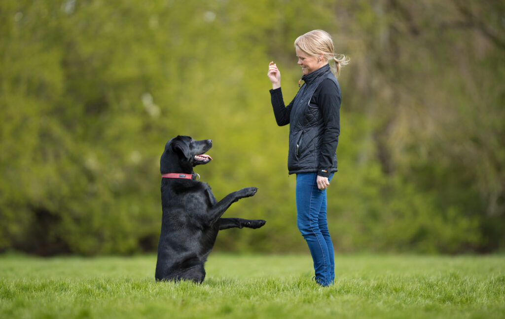 Professionel hundetræner Michelle Hyde Jørgensen, Servicehundetræner, hvalpehold, hundetræning, unghundetræing, lydighedstræning og rally i København, Nørrebro, Frederiksberg og Fredensborg