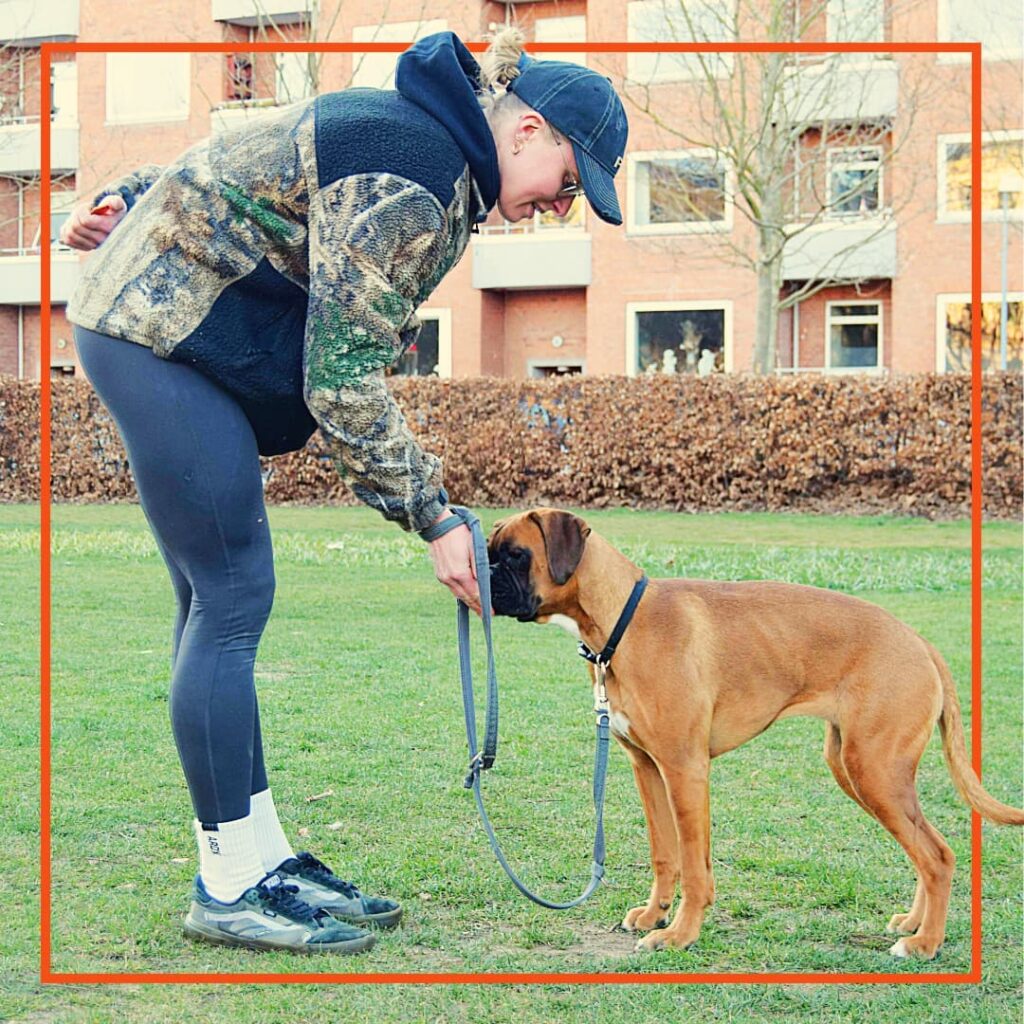 Kvinde træner sin unge bokserhund under en hundetræningstime med Klub Hund. Hun belønner hunden med godbidder, mens den står roligt på græsplænen med line og sele. Fokus er på positiv træning og samarbejde mellem hund og ejer.