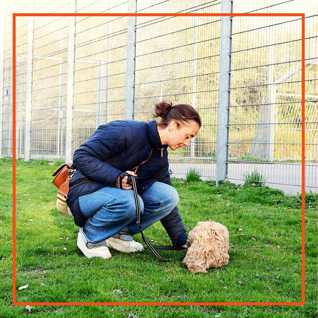 En hundeejer knæler på græsset ved et hegn og laver hundetræning med sin lille curlyhårede hund. Ejeren holder linen roligt og belønner hunden med kontakttræning. Billedet er taget under en træningssession hos Klub Hund, hvor der arbejdes med ro og fokus.