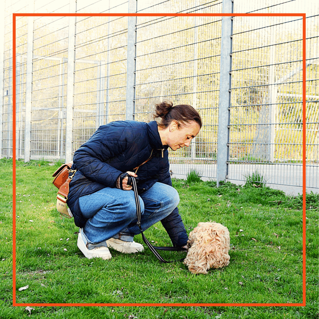 Unghundetræning - Klub Hund – Unghundehold Amager, København, Nørrebro, Frederiksberg, Østerbro, Amager