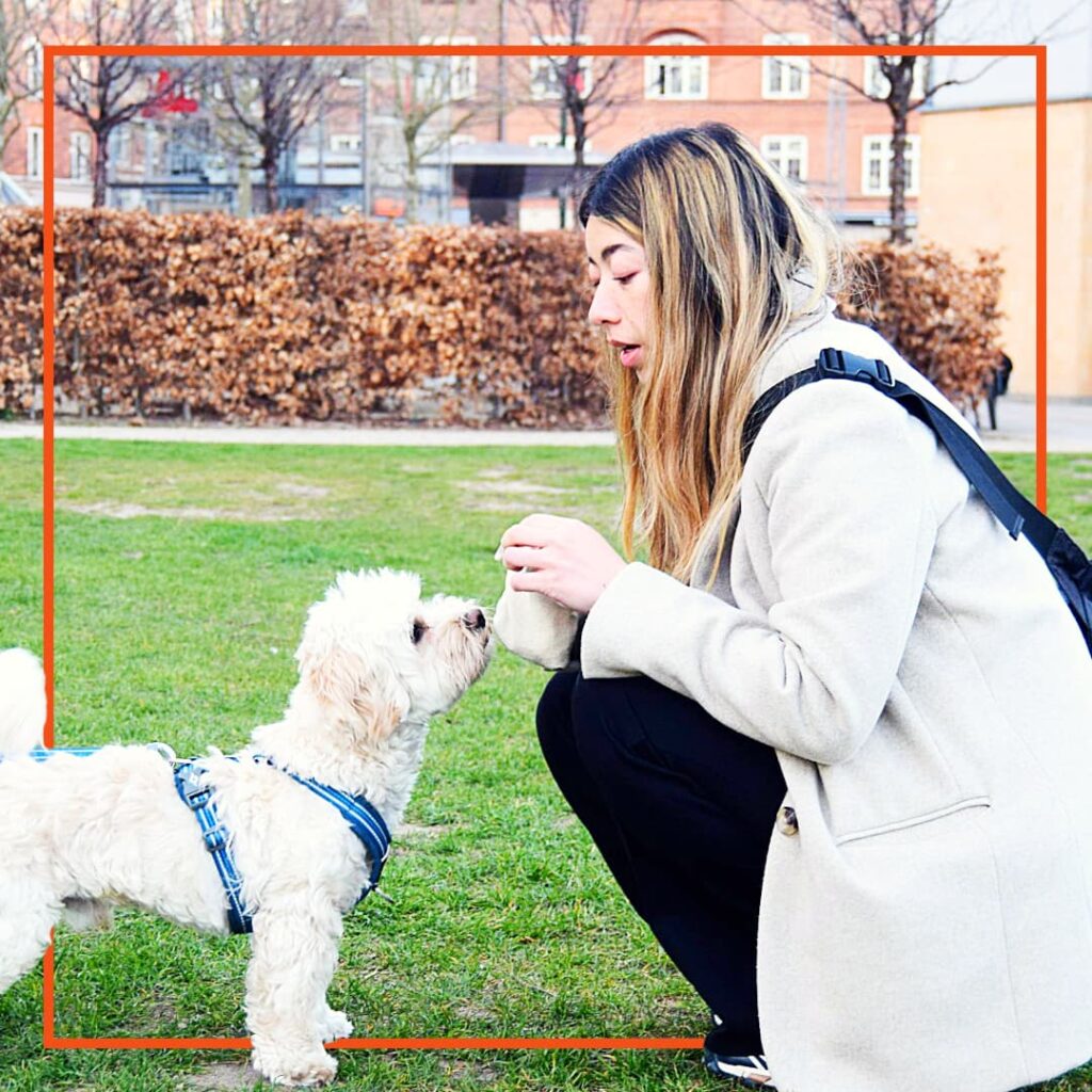 En hundeejer sidder på hug og laver hundetræning med sin hvide hund iført sele. Ejeren holder en godbid tæt på hundens næse for at fastholde opmærksomheden. Træningen foregår udendørs på græs under en session med Klub Hund, hvor fokus er på positiv kontakt og samarbejde.