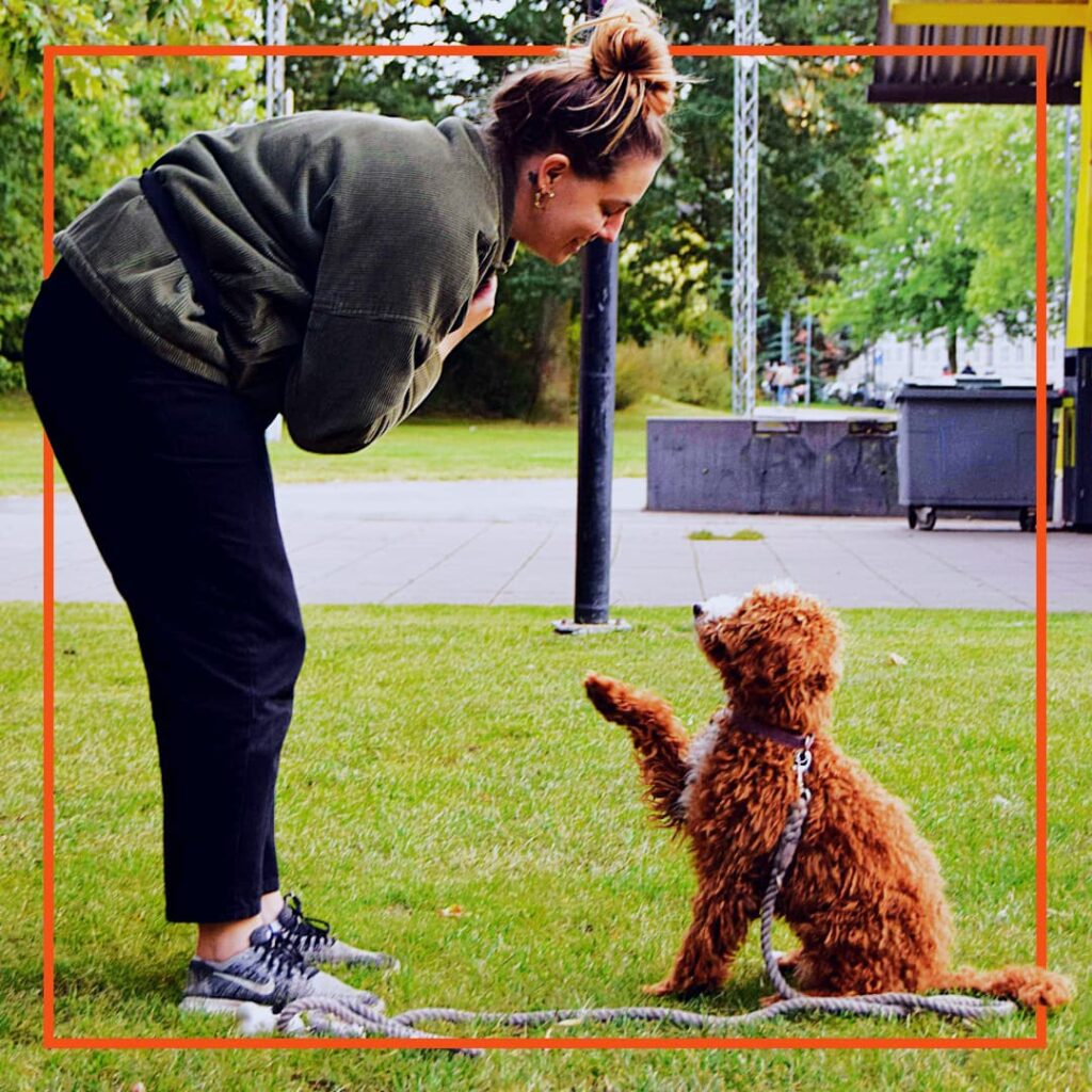 En brun, krøllet hund sidder på græsset og rækker en pote frem mod sin ejer under hundetræning med Klub Hund. Ejeren bøjer sig smilende frem og belønner hundens kontakt og samarbejde, hvilket skaber en glad og positiv træningssituation.