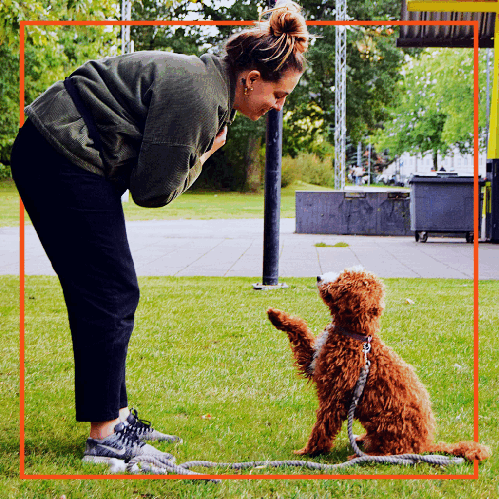 Unghundetræning - Klub Hund – Unghundehold København, Nørrebro, Frederiksberg. Østerbro, Amager