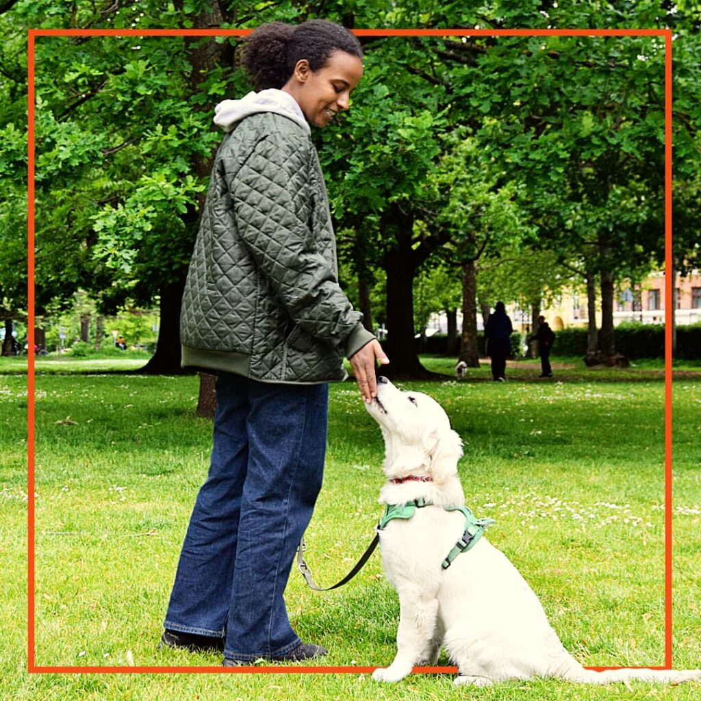 Hundeejer fra Klub Hund laver hundetræning i parken med en hvalp, der sidder pænt og tager imod en godbid.