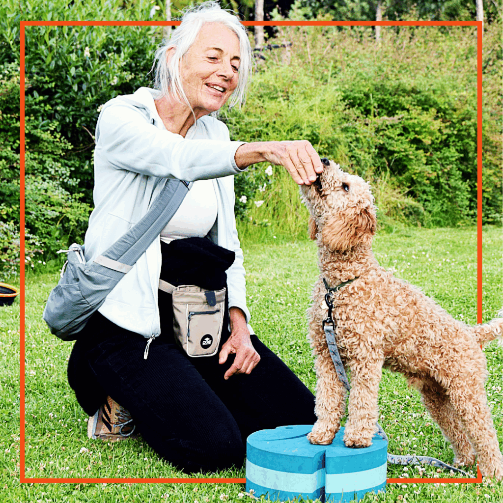 Klub Hund – Sommerevent - København, Nørrebro, Frederiksberg, Østerbro, Amager