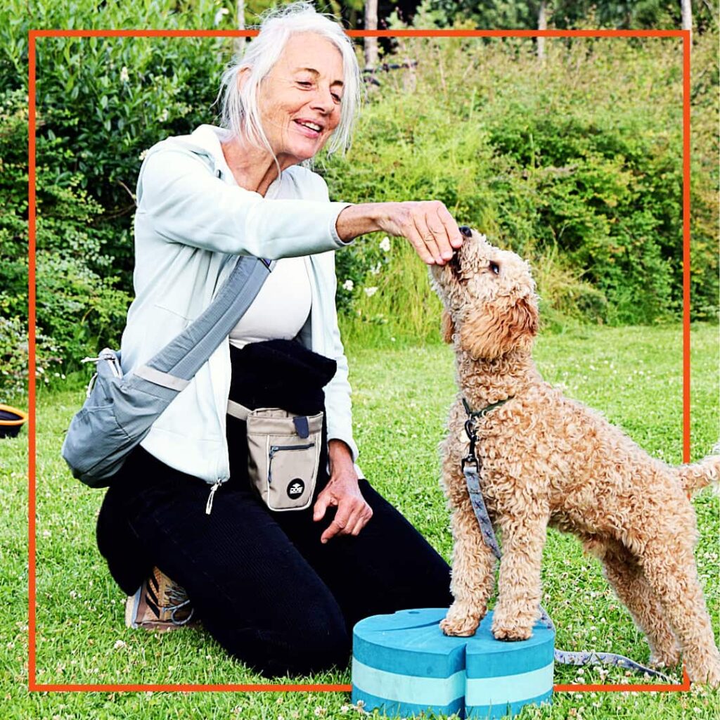 En kvinde træner hund hos Klub Hund. Hun holder en godbid foran en lille krøllet hund, som står med poterne på en træningsplatform i græsset. Situationen viser positiv hundetræning med belønning, som styrker samarbejdet mellem hund og ejer.