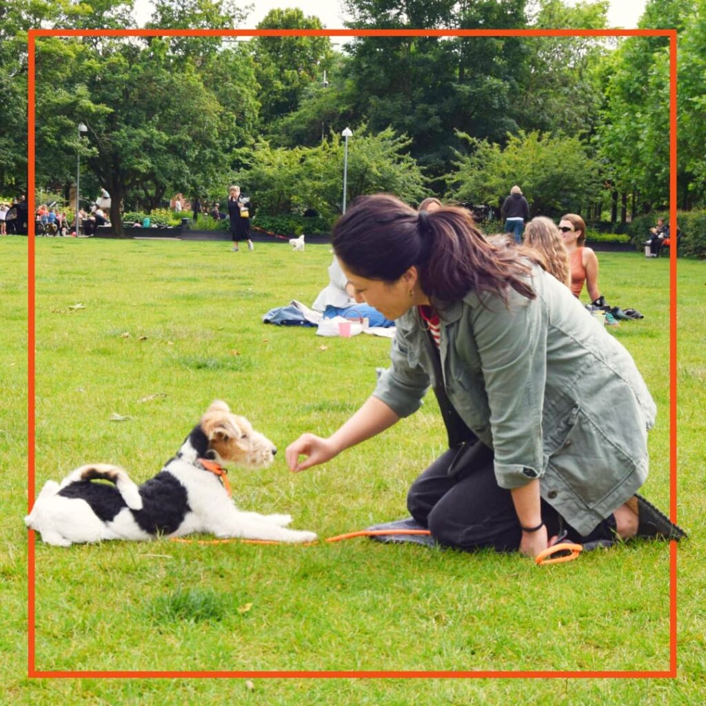 Hundeejer fra Klub Hund laver hundetræning i parken med en sort-hvid terrier, der ligger ned og får en godbid som belønning.