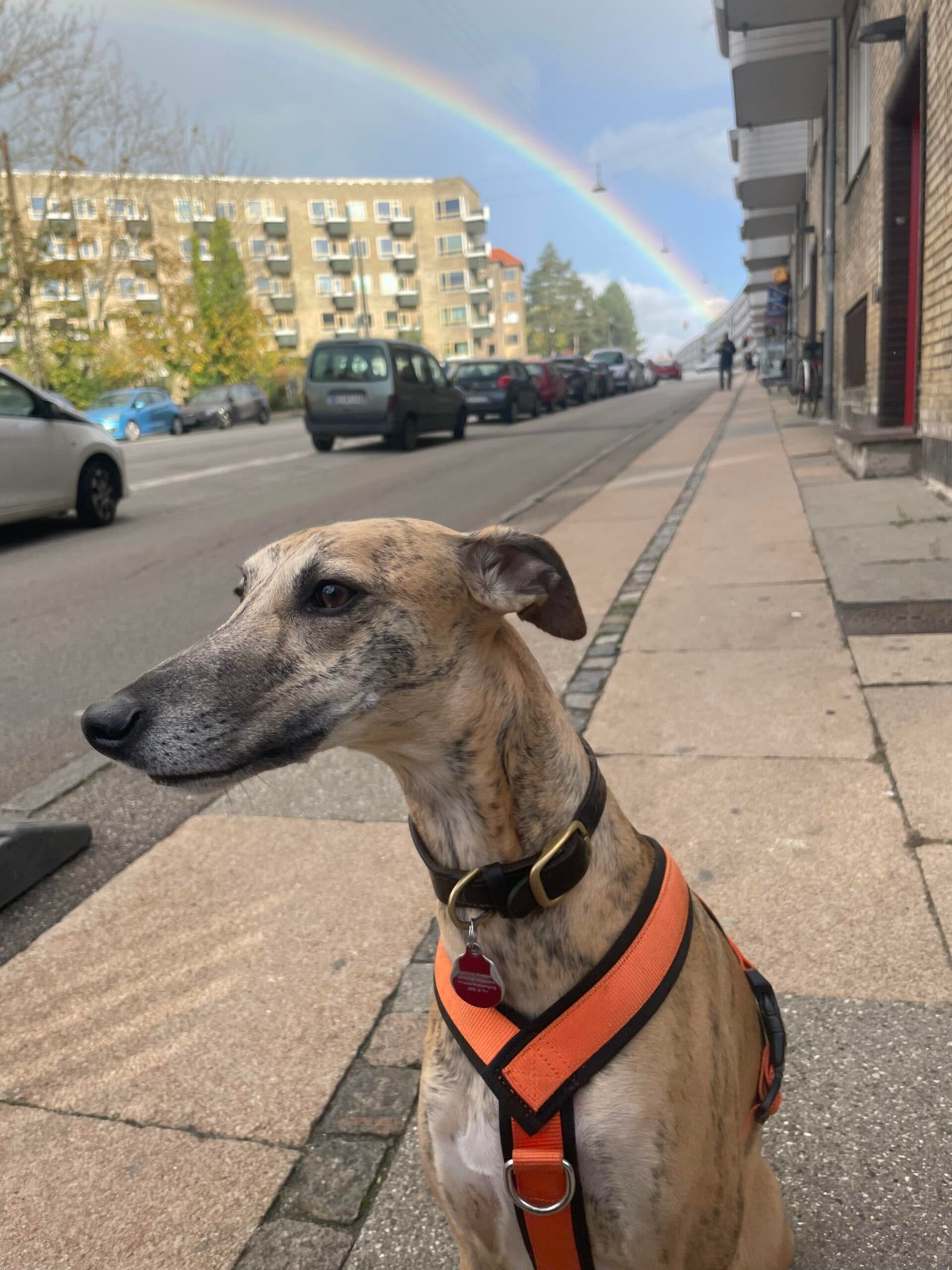 Kumak, hundetræner Marias hund fra Klub Hund, står på fortovet med orange sele, mens en regnbue ses over bygningerne i baggrunden.
