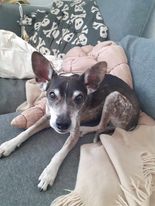 ink, hundetræner Marias hund fra Klub Hund, ligger afslappet i sofaen på et tæppe.