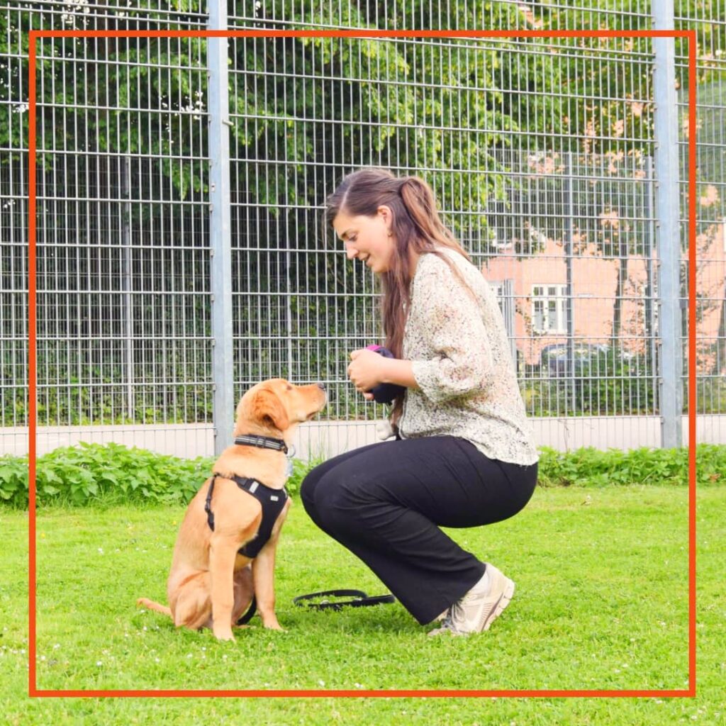 Hundeejer fra Klub Hund laver hundetræning med en hvalp i sele, der sidder foran hende på græsset og fokuserer på en godbid.