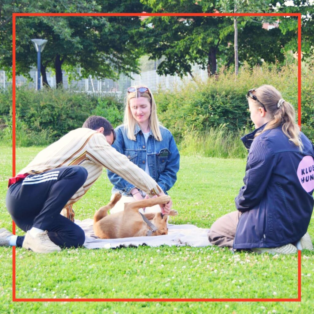 Hundeejere og en hundetræner fra Klub Hund laver hundetræning i parken, hvor en hund ligger på ryggen på et tæppe under øvelsen.