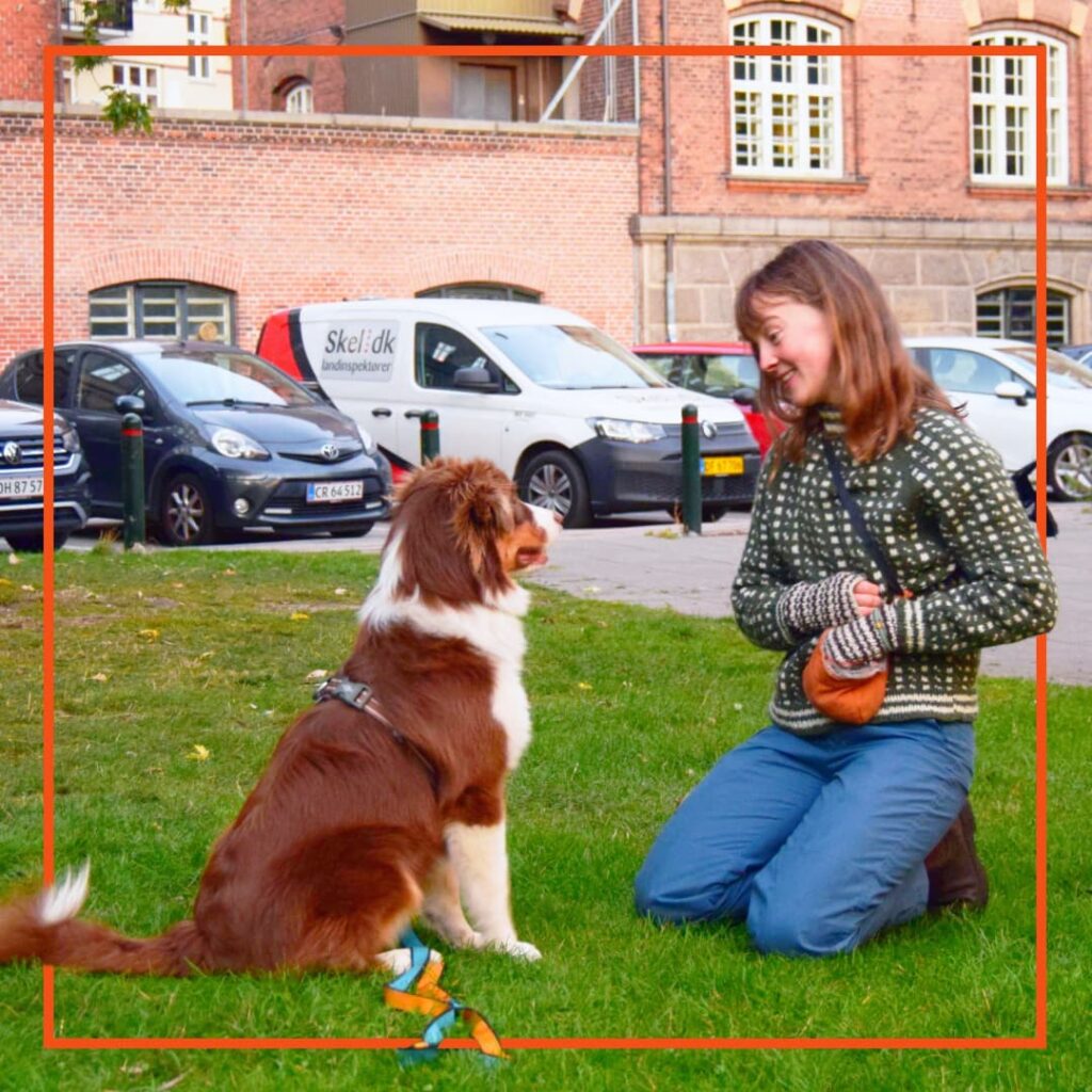 Kvinde laver hundetræning i en park med en brun og hvid hyrdehund, der sidder koncentreret foran hende, mens hun finder en godbid fremi.