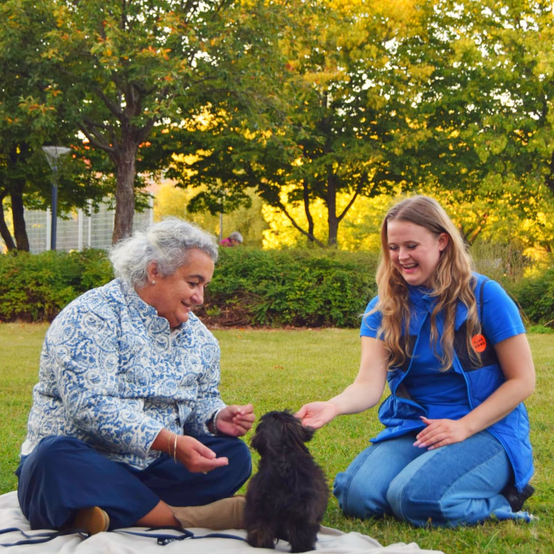 Hundetræning hos Klub Hund i parken, hvor en træner i Klub Hund-jakke vejleder et par med deres lille brun krøllet hund. Hunden sidder roligt på græsset, mens ejeren træner kontaktøvelser, og træneren observerer og støtter.