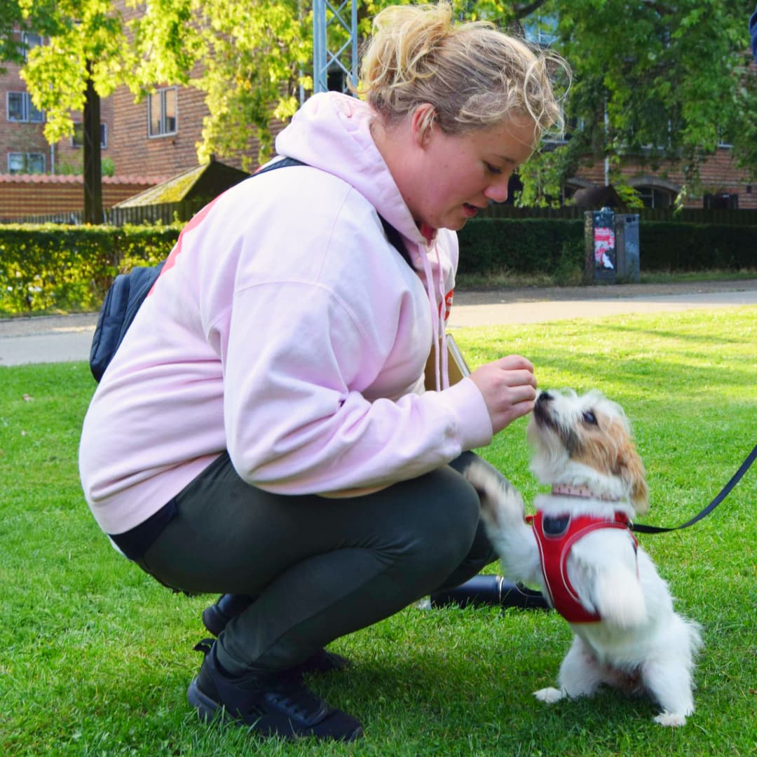 Hundetræning hos Klub Hund i parken, hvor en træner i Klub Hund-jakke træner en lille terrier. Hunden sidder roligt på græsset.