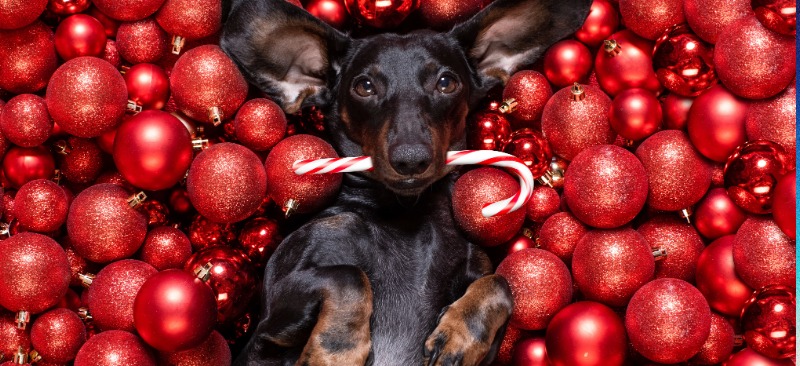 Gratis hundejuleevent december 2025 med Klub Hund. Hygge og goodiebag