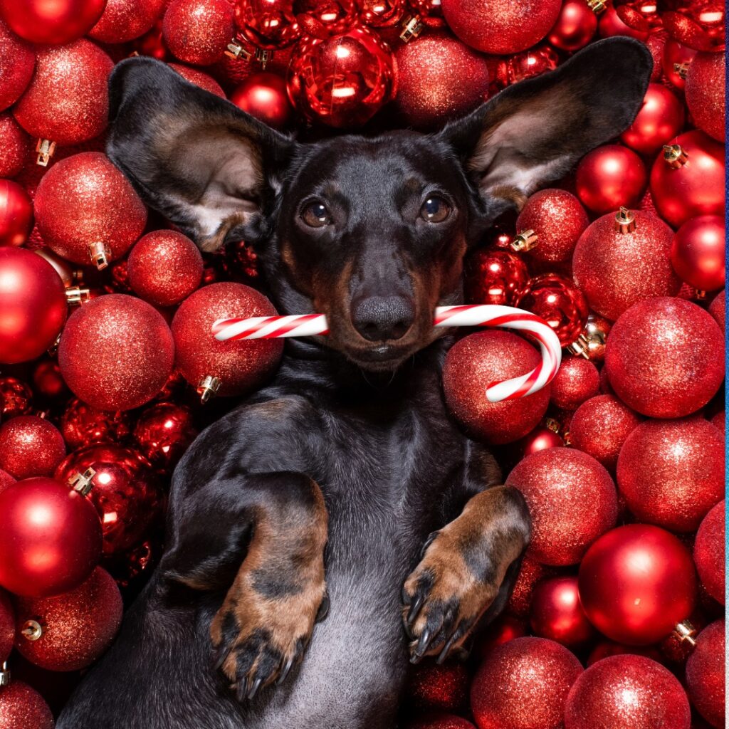 Gratis hundejuleevent december 2025 med Klub Hund. Hygge og goodiebag