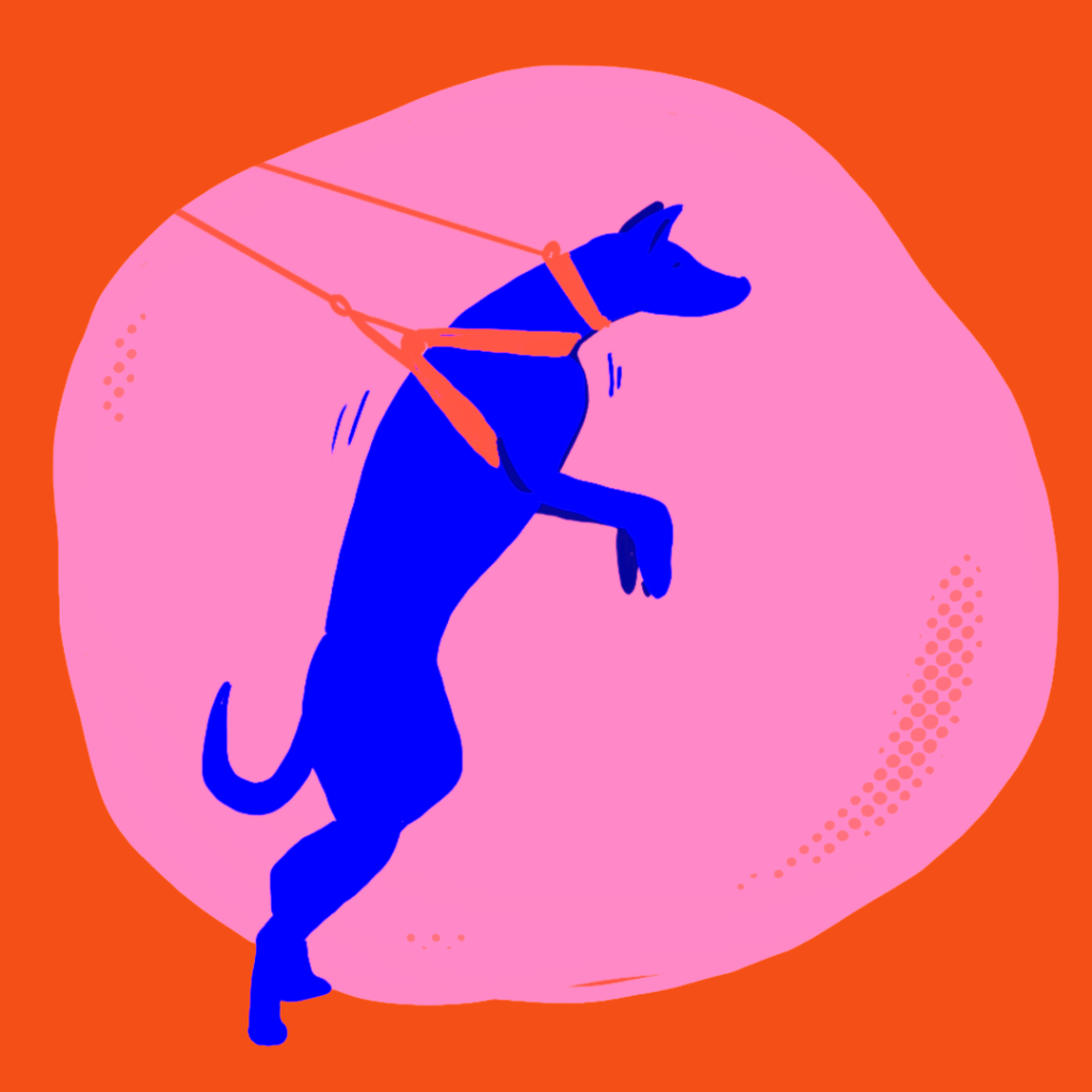 Grafik af en hund der står på bagben og trækker i sin sele og sit halsbånd. Det er grafikken til blogindlægget halsbånd eller sele: fordele og ulemper?