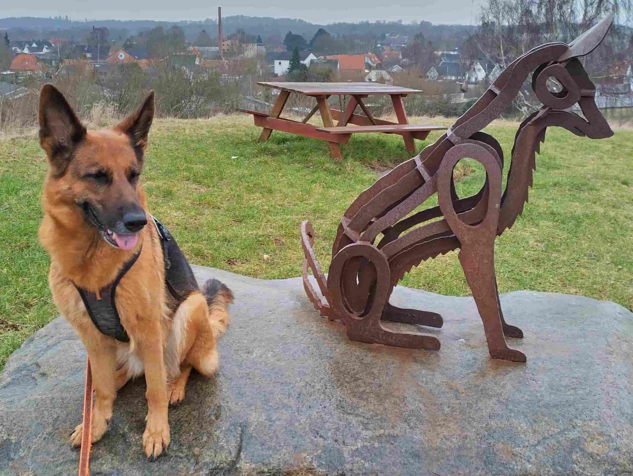 Billede af schæferen Kuba, en af hundene fra klub hund, som sidder på en sten ved siden af en skulptur.