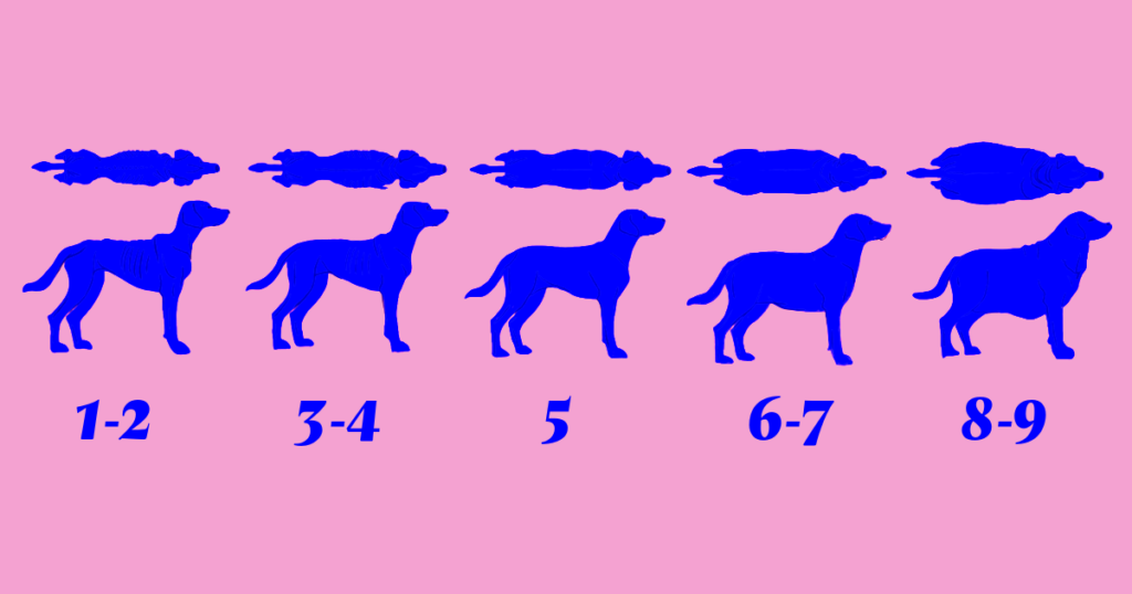 Grafik af en body condition score oversigt, til at vurdere hunde med.