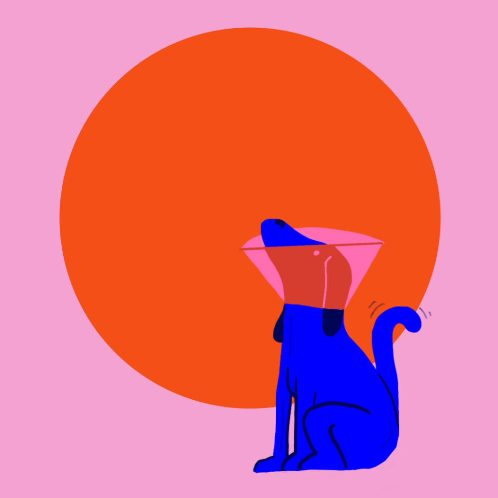 Grafik af en hund med en lampeskærm på efter at den er blevet kastreret. Grafikken tilhører en artikel der omhandler kastration af hunde, fordele og ulemper, samt hvornår det giver mening at kigge på det.