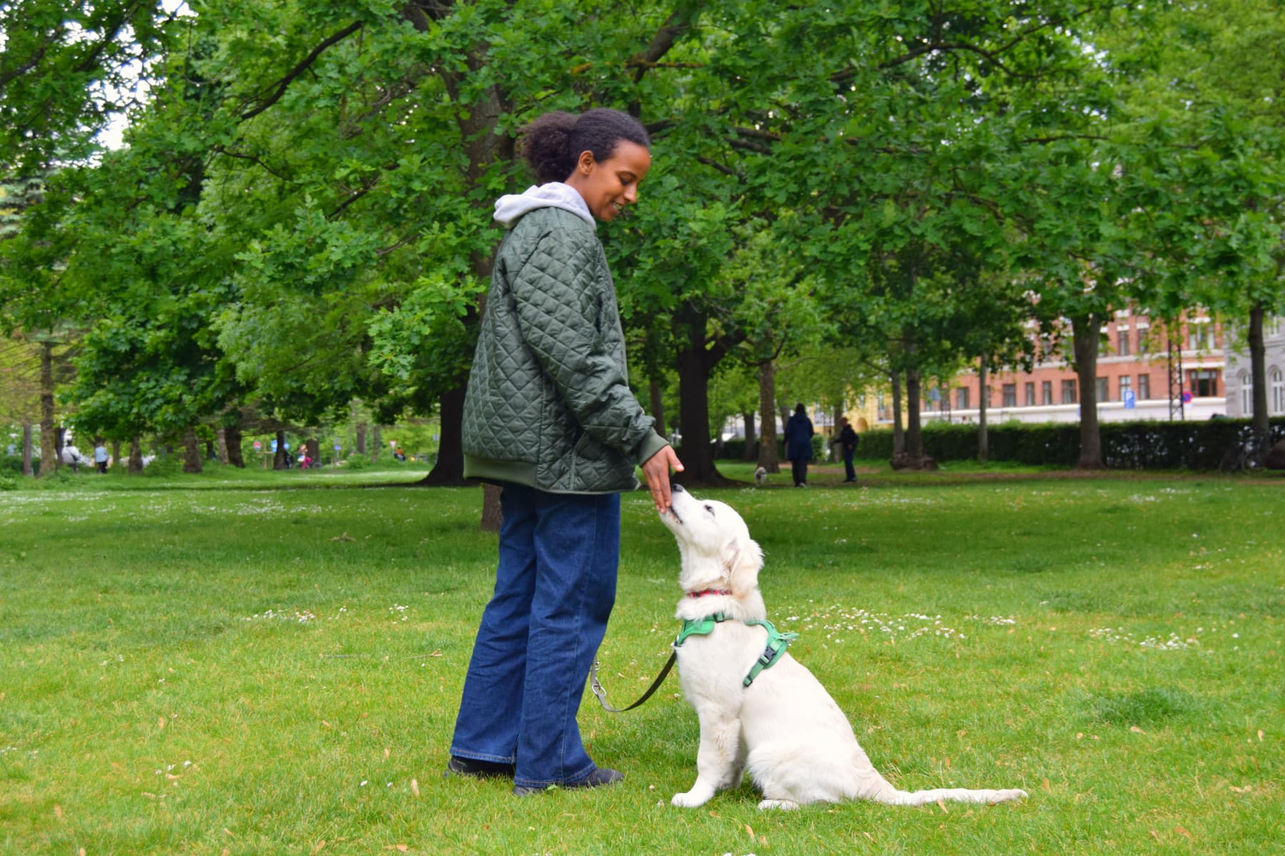 Hundetræning på Nørrebro hos Klub Hund