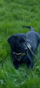 Saga og Kellie