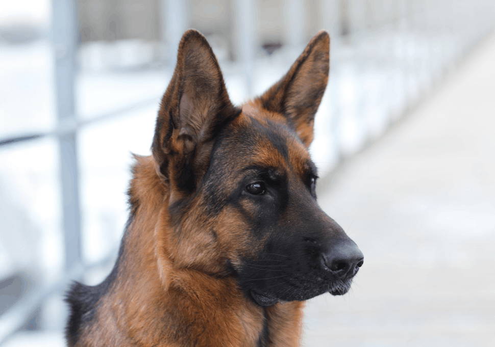 Signes søde hund Aika