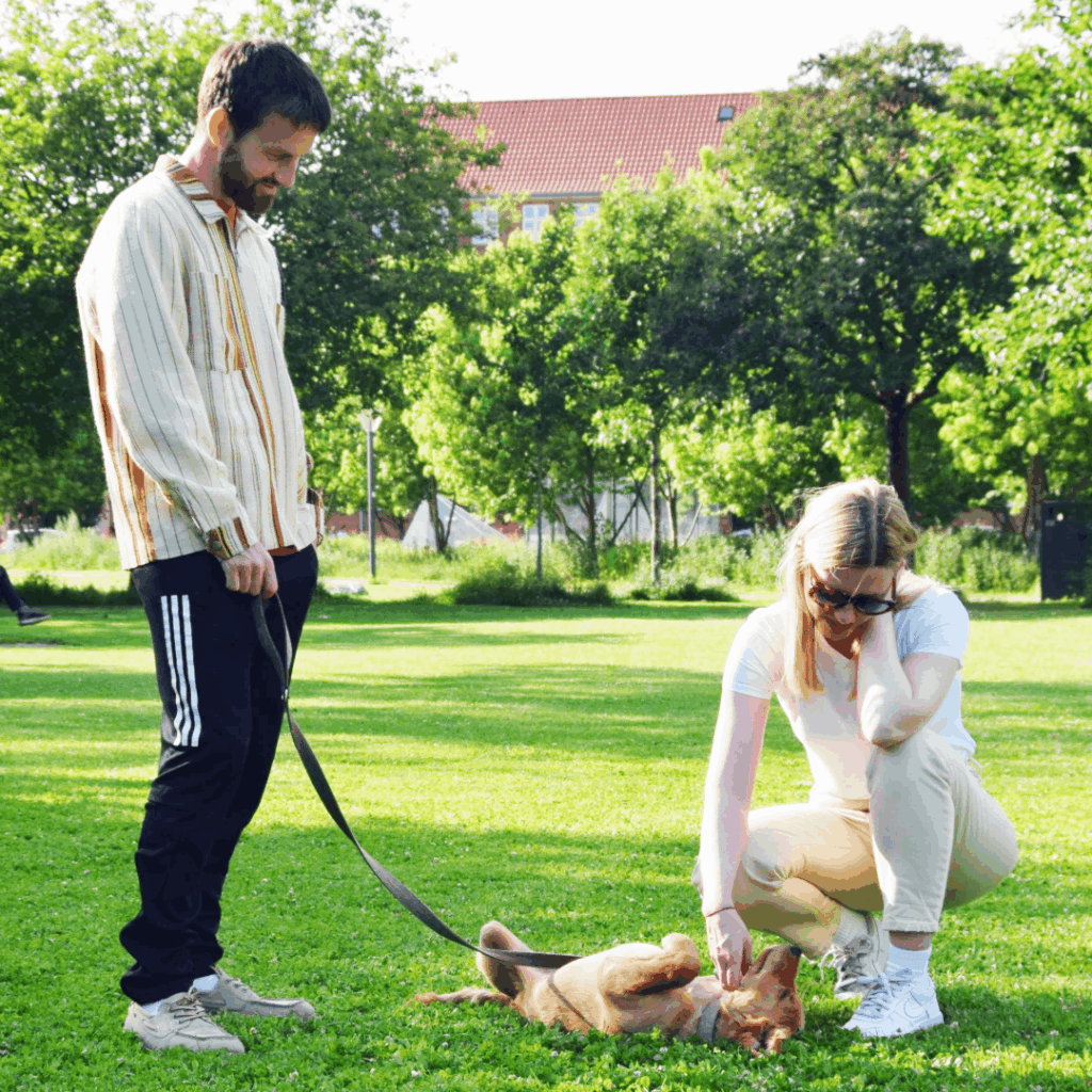 To hundeejere fra Klub Hund træner med deres hund i parken, hvor hunden ligger på ryggen og får ros og kærlig berøring.
