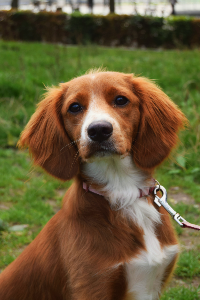 Billede af hunden Holly